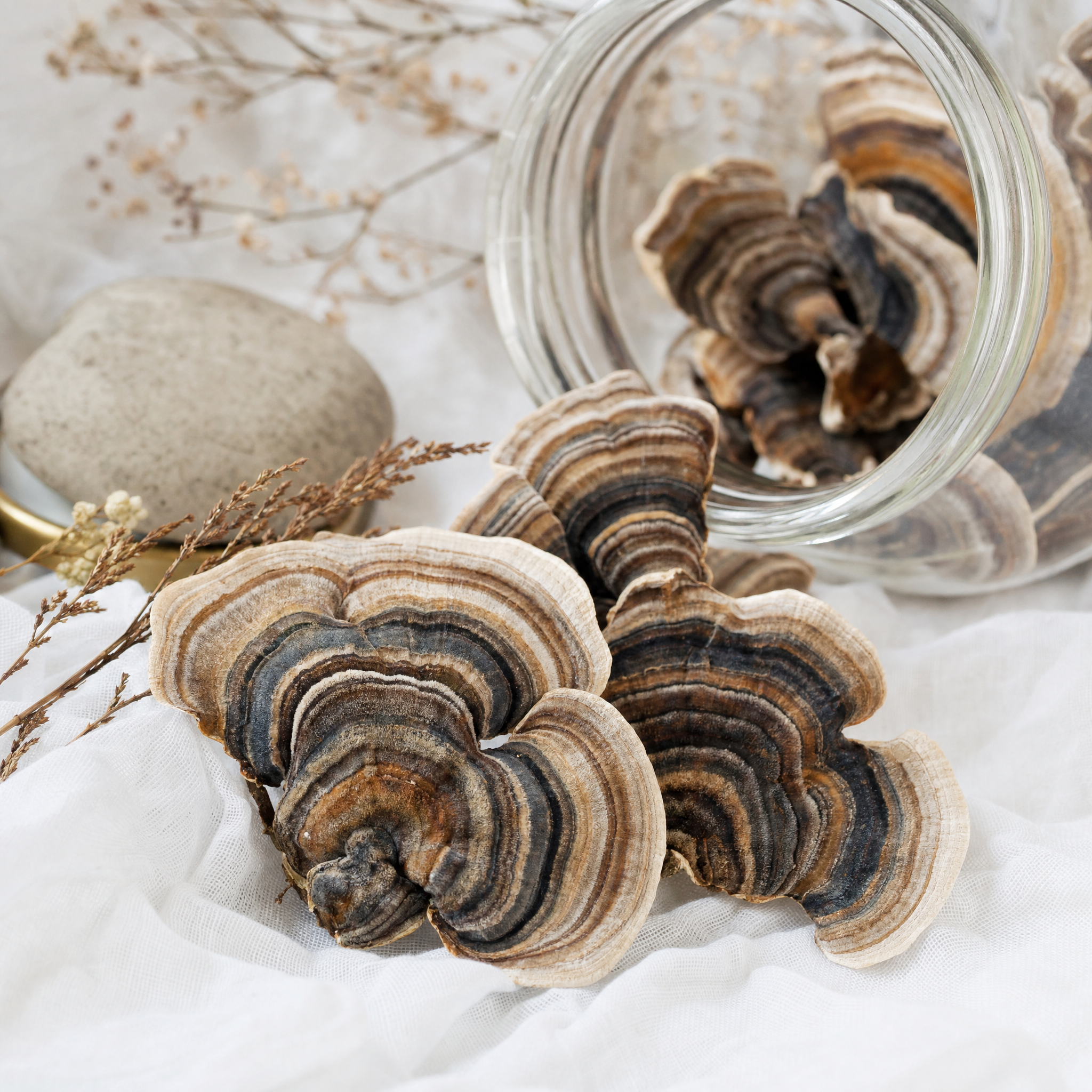 Turkey Tail